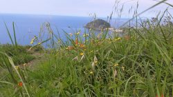 Meerblick von grüner Wiese auf Ischia