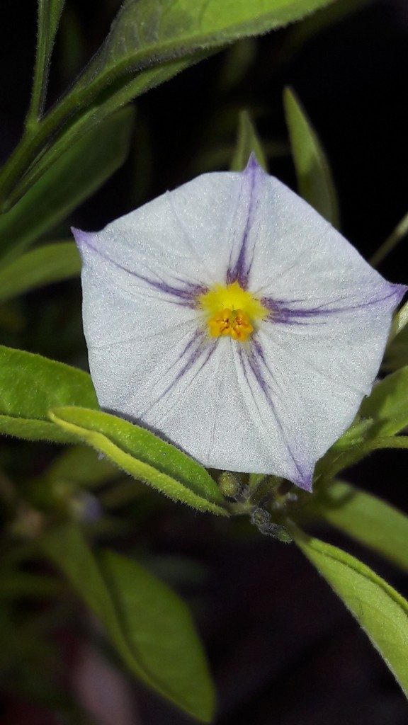 White blossom with purple stripes